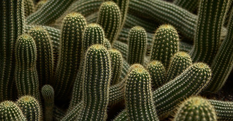 2. Vivero la Quinta Schmoll