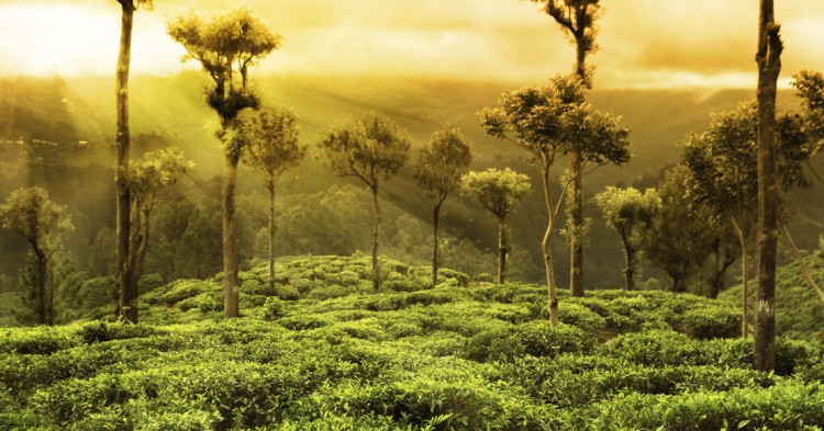 Sri Lanka