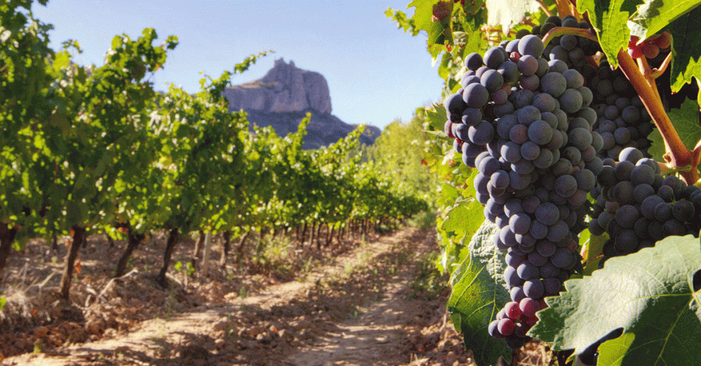 Sigue leyendo Los viñedos queretanos para volverte un experto en vino
