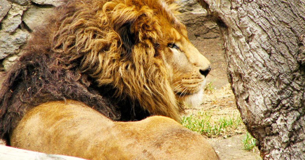 11.- ¿Te gustan los animales?