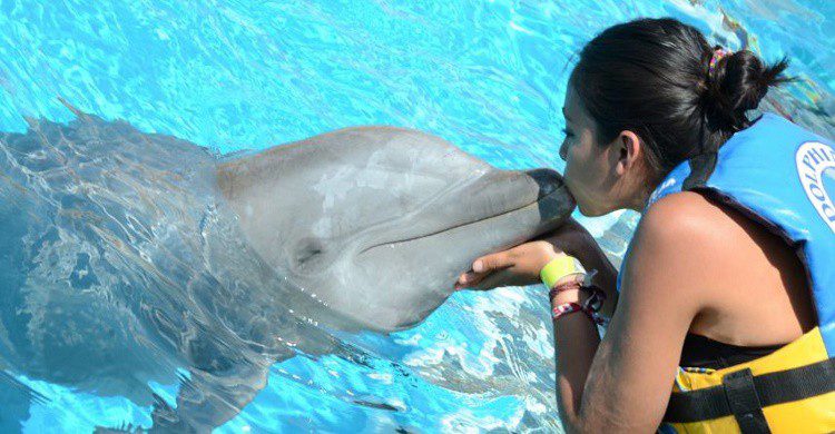 Delfines de divertido