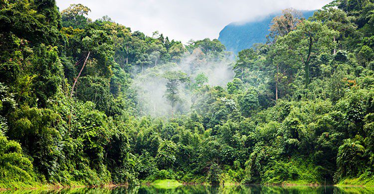Selva Amazónica