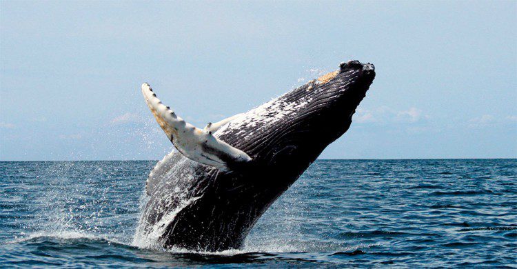 Ballena saltando en el mar 