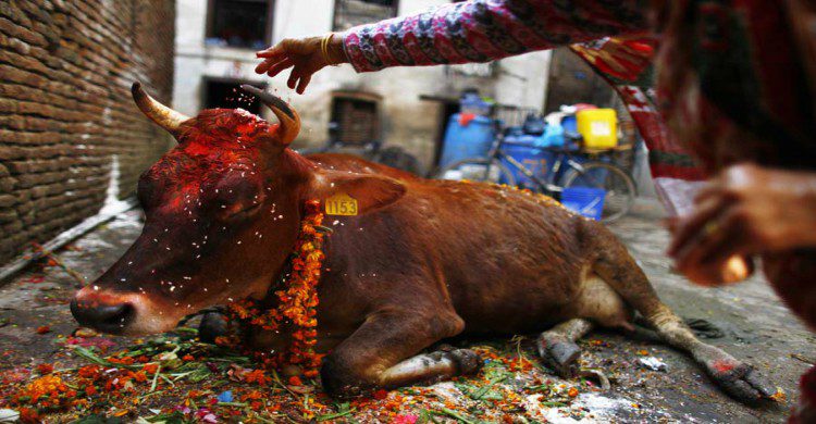 Gai Jatra festival de la vaca Nepal