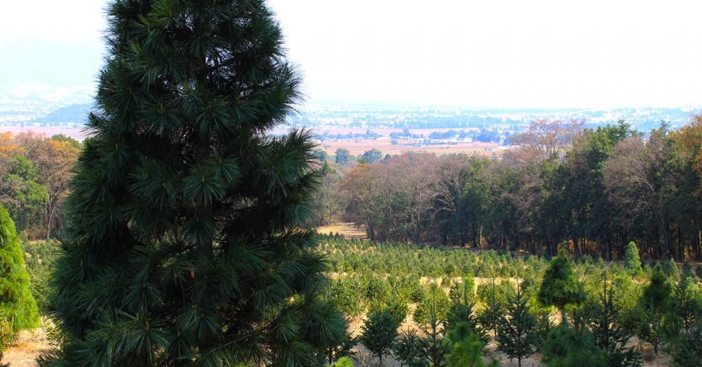 10.-Bosque-de-árboles