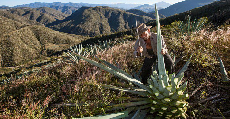 Hombre cortando maguey