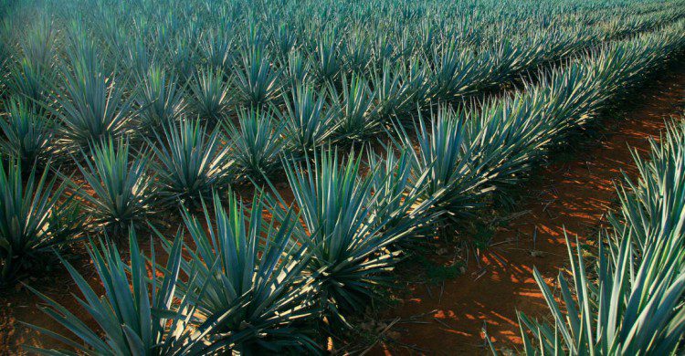 Paisaje de campos de maguey