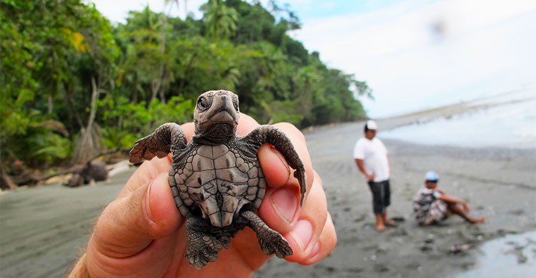 rescate de tortugas