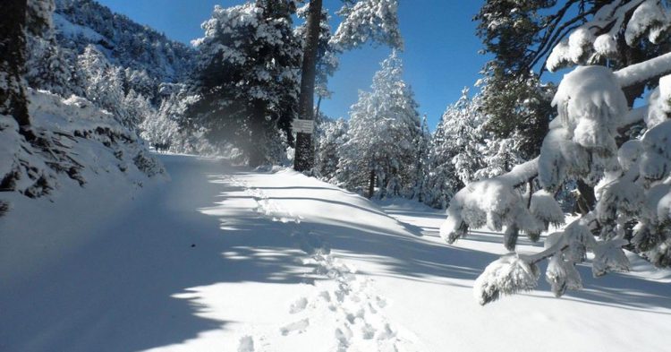 Bosque de Monterreal en el estado de Coahuila
