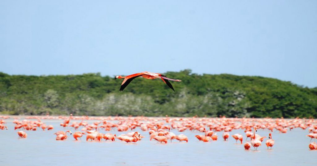 800px-Celestun_Flamingo_2