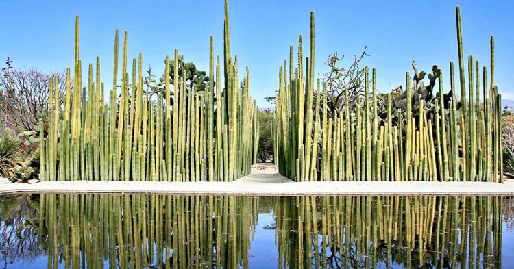 Jardín perteneciente al Templo Santo Domingo