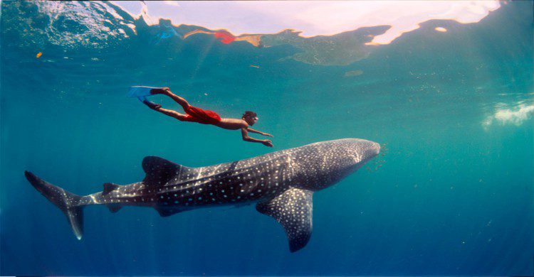 Hombre con short rojo en el mar practicando snorkel