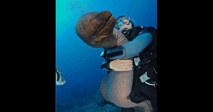 Mujer abrazando a un animal marino bajo el mar