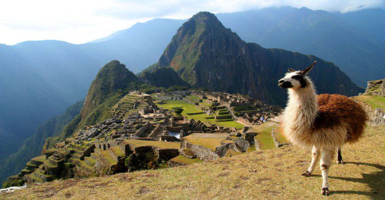 Llama con la ciudad Inca Machu Picchu a sus espaldas