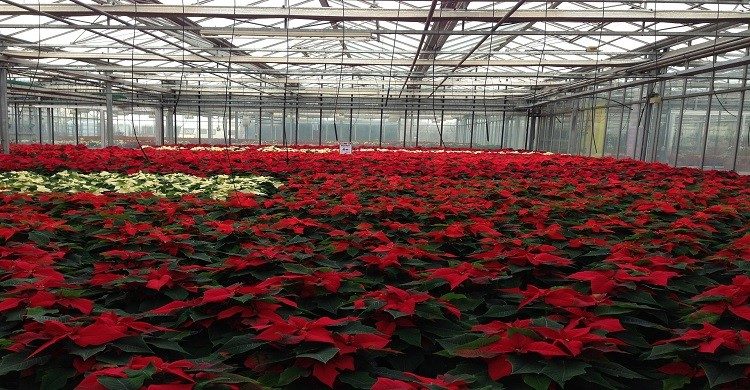 Árboles de navidad