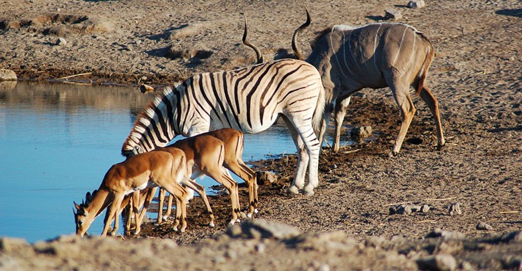 5. Namibia