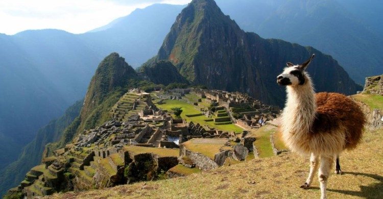 Machu Picchu, Perú de día con llama