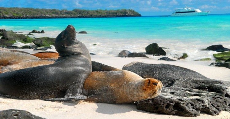 Focas en isla Galápagos, Ecuador de día con arena blanca y mar azul