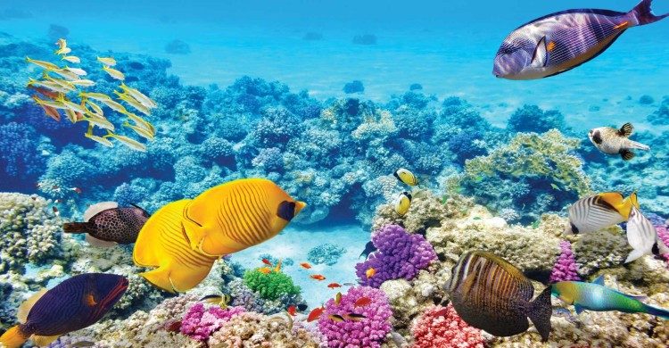 Peces de colores en agua cristalina de la Gran Barrera de Coral