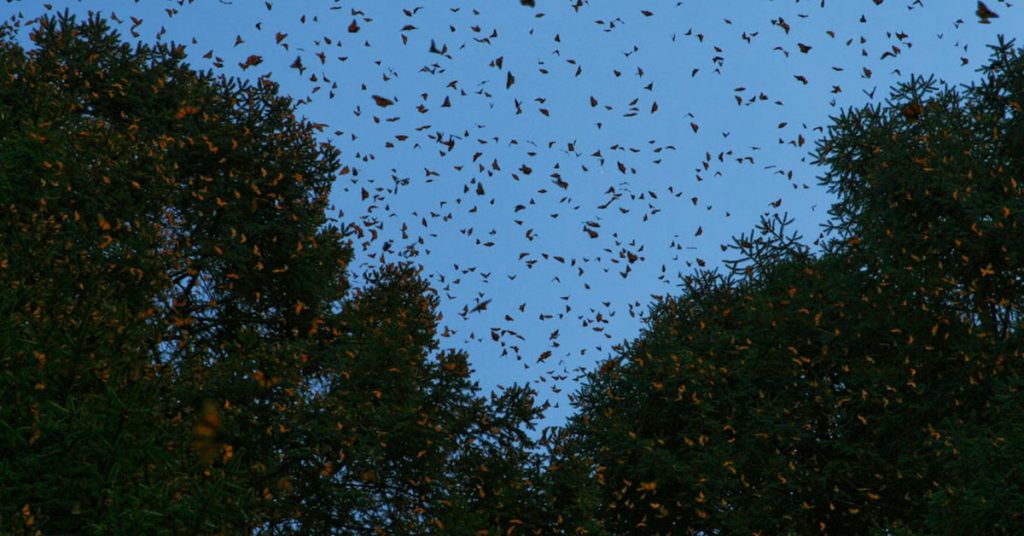 Sigue leyendo Todo lo que necesitas saber para visitar las Mariposas Monarca