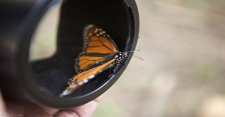 2. Santuarios de la Mariposa Monarca y de las Luciérnagas.