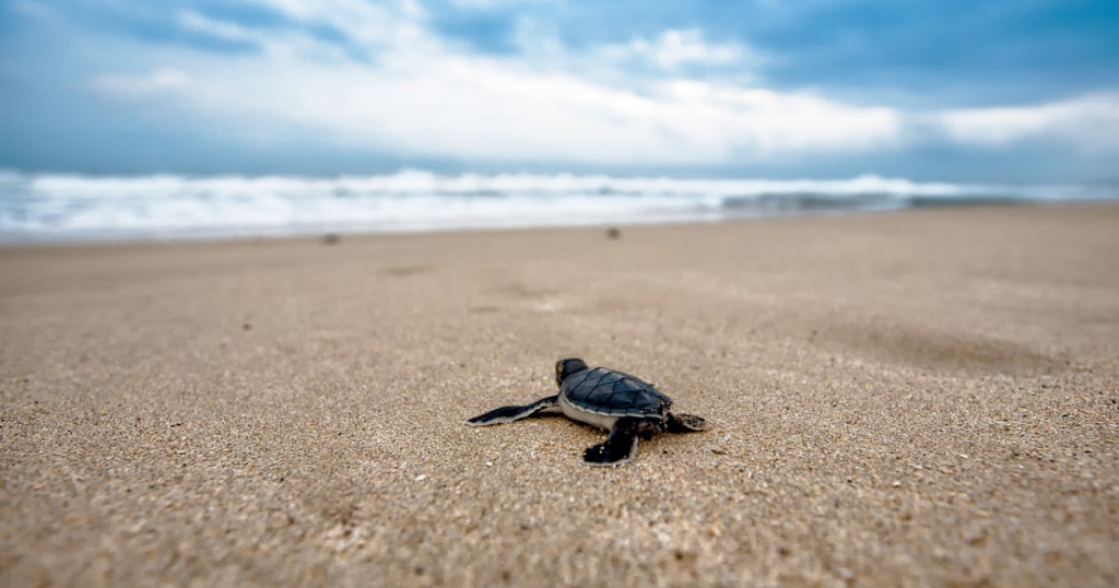 Sigue leyendo Libera tortugas en estos maravillosos destinos mexicanos
