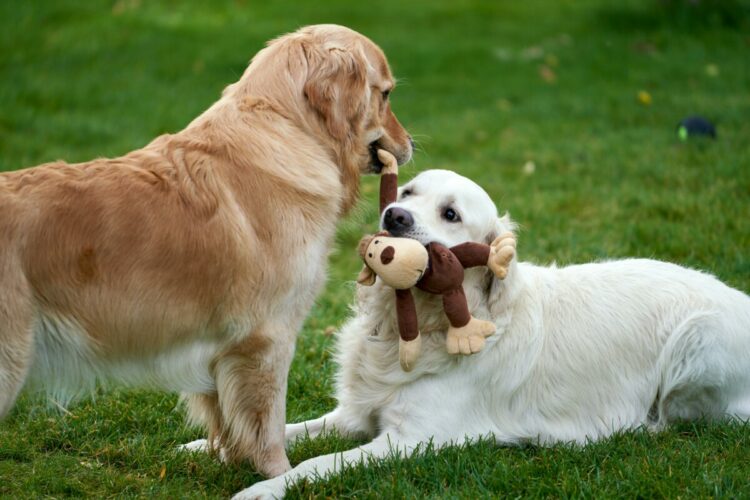 Sigue leyendo ¿Buscas opciones petfriendly en CDMX? Aquí te damos algunas