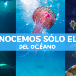 Los 10 datos más perturbadores del océano