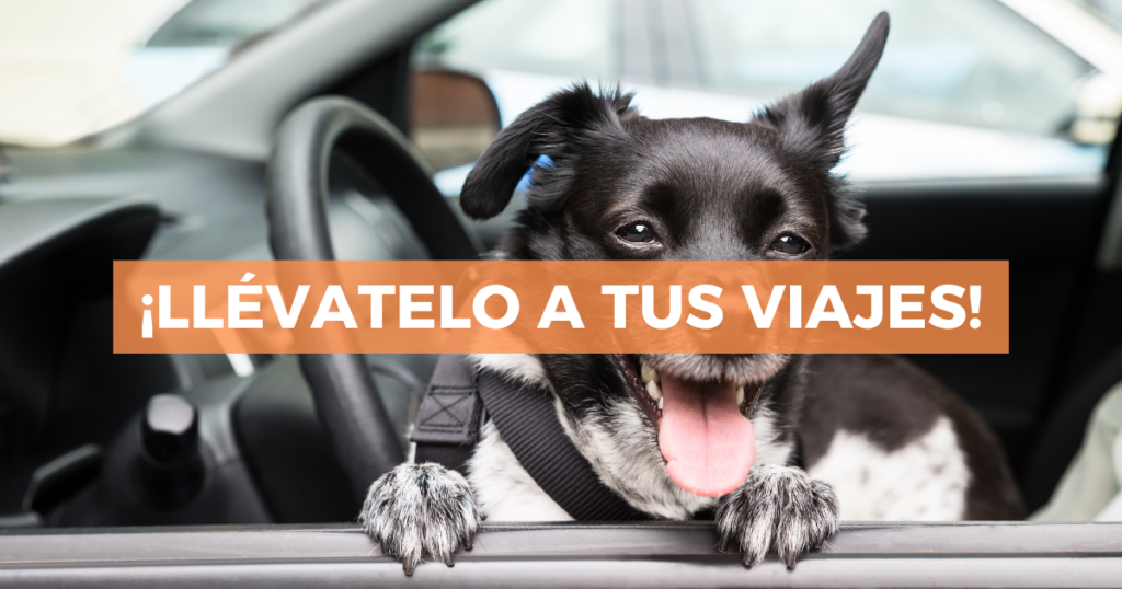 Sigue leyendo Mejores destinos pet friendly en México