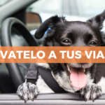 Mejores destinos pet friendly en México