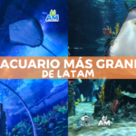 Acuario Michin CDMX: precios y todo lo que puedes hacer