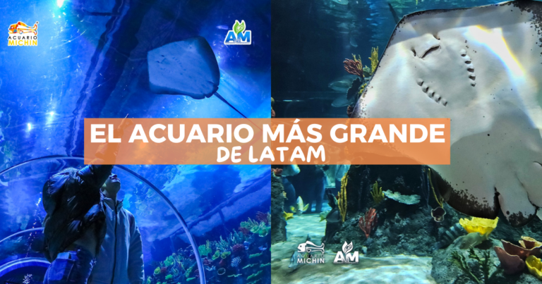Acuario Michin CDMX: precios y todo lo que puedes hacer - El Viajero Fisgón