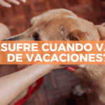 Lo que tu mascota siente cuando te vas de vacaciones