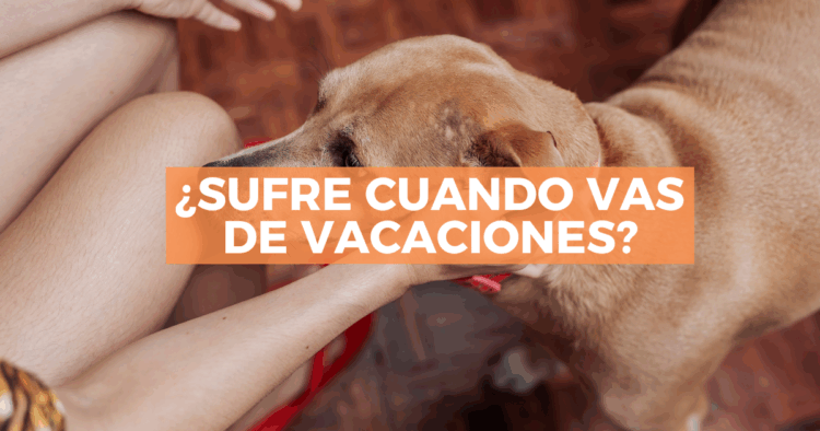 Sigue leyendo Lo que tu mascota siente cuando te vas de vacaciones