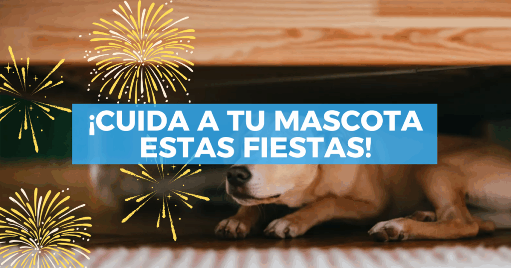 Sigue leyendo Evita que tu mascota se estrese con los fuegos artificiales en Año Nuevo