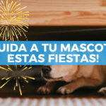 Evita que tu mascota se estrese con los fuegos artificiales en Año Nuevo